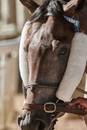 Race horse head detail. Purebred in the hippodrome. Derbyの写真素材