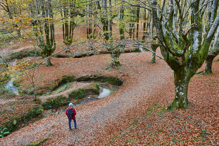 Beech forest in Vizcaya. Hayedo Otzarreta, Gorbeia. Autumn landscape. Spainの写真素材