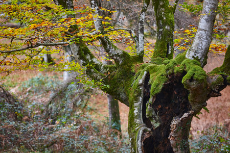 Beech forest in Vizcaya. Hayedo Otzarreta, Gorbeia. Autumn landscape. Spain
