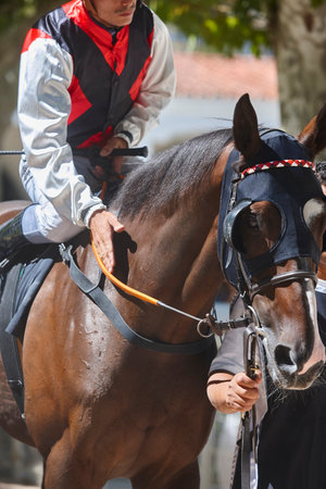 Race horse head and jockey. Purebred in the hippodrome. Derby
