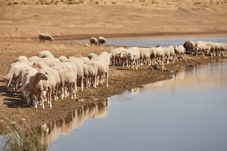 Ovine livestock  in Extremadura. Dry season in Spanish countryside. Agricultureの写真素材