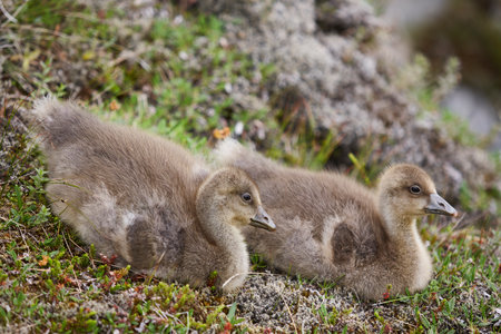 A couple of icelandic ducks. Iceland wildlife natureの写真素材
