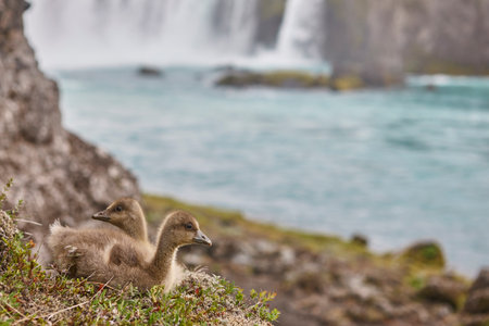 A couple of icelandic ducks at Godafoss waterfall. Icelandic wildlifeの写真素材