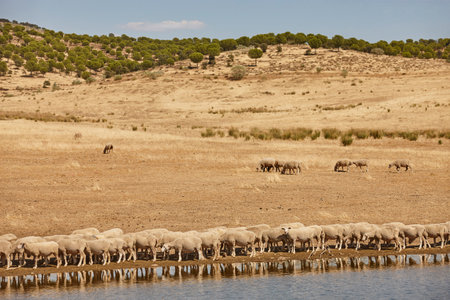 Ovine livestock  in Extremadura. Dry season in Spanish countryside. Agriculture