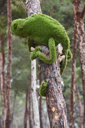 Green chameleon hanging on a tree. Exotic wildlife. Camouflageの写真素材
