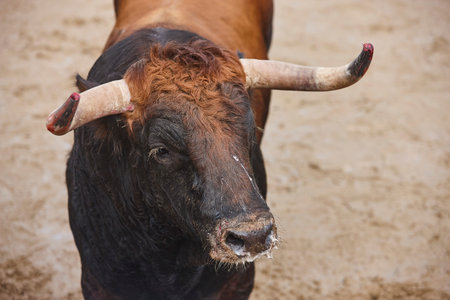 Fighting bull in the arena. Bullring. Toro bravo. Spain. Horizontal