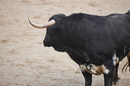 Fighting bull in the arena. Bullring. Toro bravo. Spain. Horizontalの写真素材