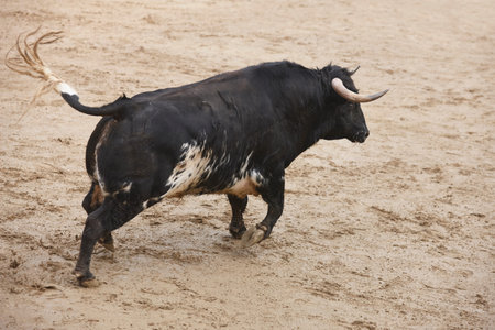 Fighting bull in the arena. Bullring. Toro bravo. Spain. Horizontalの写真素材