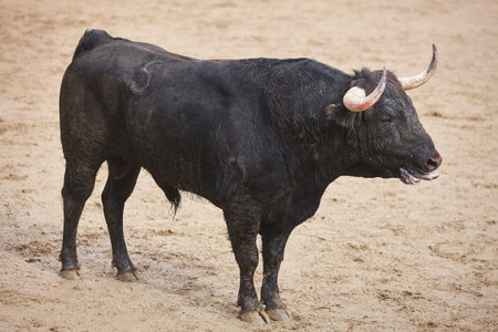 Fighting bull in the arena. Bullring. Toro bravo. Spain. Horizontal