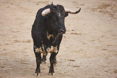 Fighting bull in the arena. Bullring. Toro bravo. Spain. Horizontal