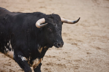Fighting bull in the arena. Bullring. Toro bravo. Spain. Horizontal