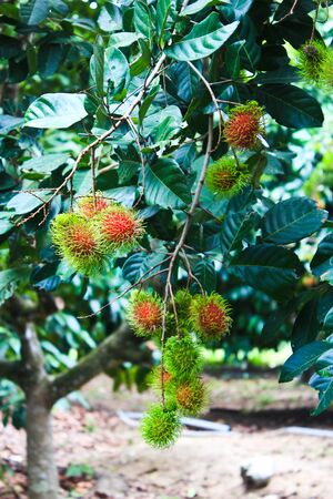 Bunch Rambutan in Orchardのeditorial素材