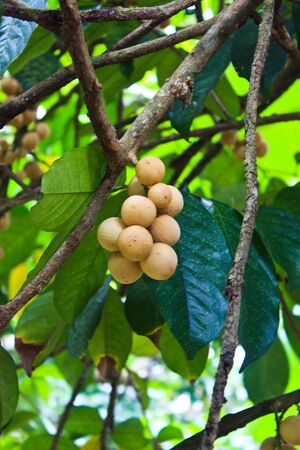 Fresh young Lansium domesticum Corr in Orchardのeditorial素材
