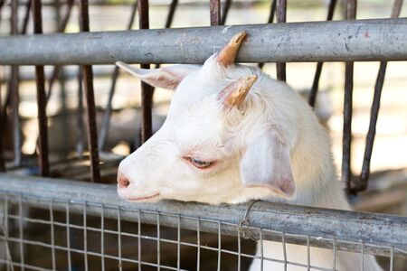 Cute goat.