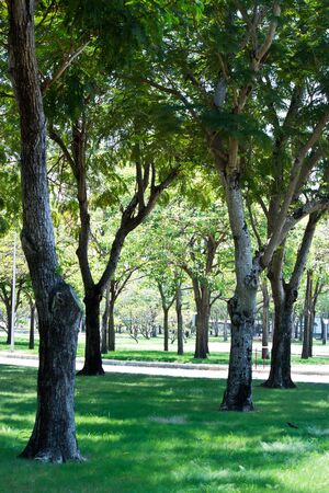 Trees in the park の写真素材