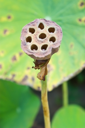 Dry Lotus Flowerの写真素材