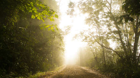 forest with mistの写真素材