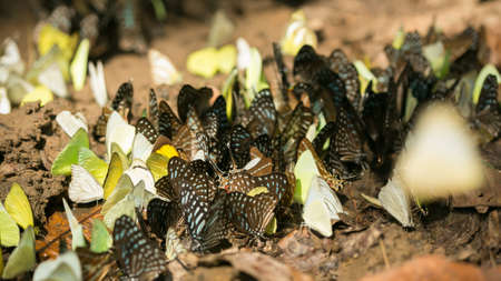 butterflyの写真素材