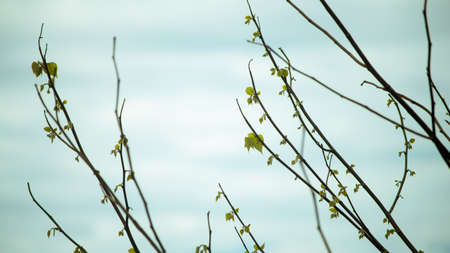 branch with waterの写真素材