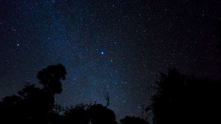 star tree night