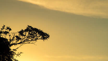 tree sun lightの写真素材