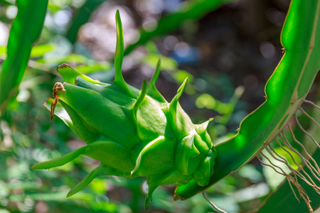 Green Dragon Fruit on Its Vine under Sunlight.の写真素材
