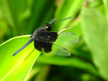 The Dragonfly on leave greenの写真素材