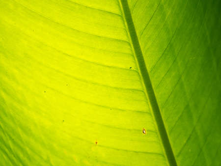 leave green 