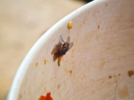 the fly on dirty cupの写真素材