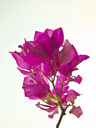 purple flower isolatedの写真素材