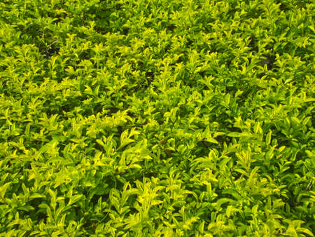 Green Gress の写真素材