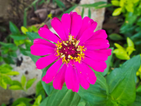 magenta zinnia flower on green background