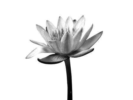 Lotus flower in black and white isolated on white backgroundの写真素材