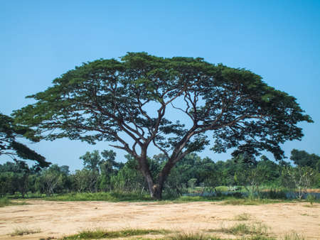 landscape with trees, fields, blue skyの写真素材