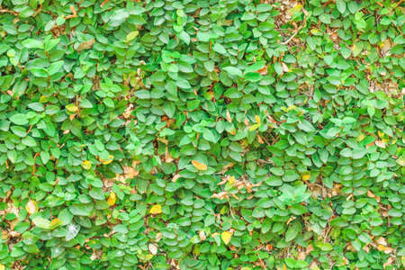 background with green leaves