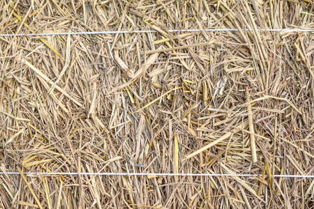 texture of dry strawの写真素材