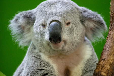 Mother Koala Bear Restingの写真素材