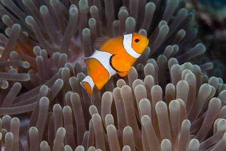 Clown Anemonefish in sea anemoneの写真素材
