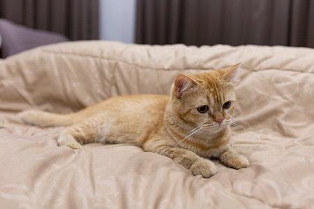 Ginger Catの写真素材