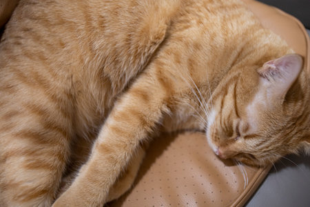 Sleeping Ginger Catの写真素材