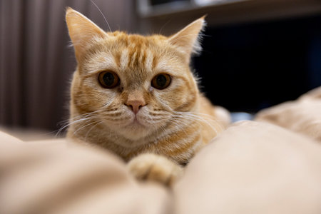 Ginger Catの写真素材
