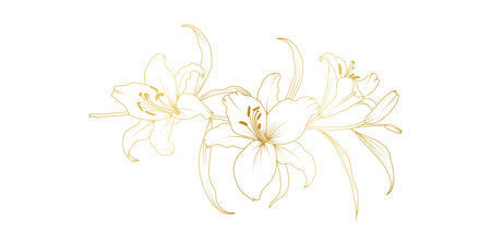 Golden lily flowers line art isolated on white background. Luxury lilies floral design elements for invitation, wedding, wallpaper, print template, vector illustration.のイラスト素材