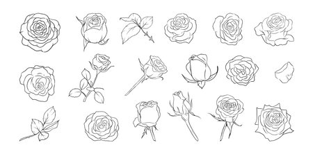Hand drawn rose flower line art illustration with floral botanical elements nature outline and sketch style.のイラスト素材