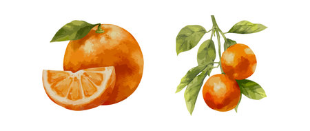 Watercolor vector illustration of ripe orange fruit with slice and leafy branch. Citrus hand drawn...
