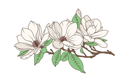 Magnolia flower branch with blooming petals and green leaves in vintage botanical line art style, flat hand drawn vector illustration.のイラスト素材