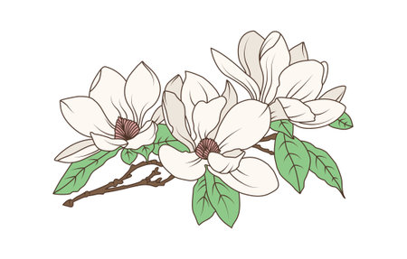 Magnolia flower branch with blooming petals and green leaves in vintage botanical line art style, flat hand drawn vector illustration.のイラスト素材