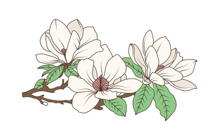 Magnolia flower branch with blooming petals and green leaves in vintage botanical line art style, flat hand drawn vector illustration.のイラスト素材