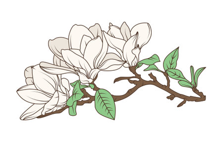 Magnolia flower branch with blooming petals and green leaves in vintage botanical line art style, flat hand drawn vector illustration.のイラスト素材