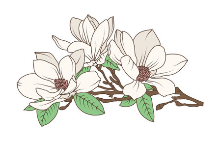 Magnolia flower branch with blooming petals and green leaves in vintage botanical line art style, flat hand drawn vector illustration.のイラスト素材