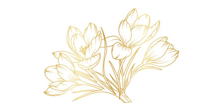 Golden crocus flowers line art isolated on white background. Luxury crocus floral design elements for invitation, wedding, wallpaper, print template, vector illustration.のイラスト素材